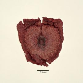  Seed:   Lachnathes caroliniana ; Photo by A. Gottlieb, USDA APHIS PPQ ITP, imageID.idtools.org